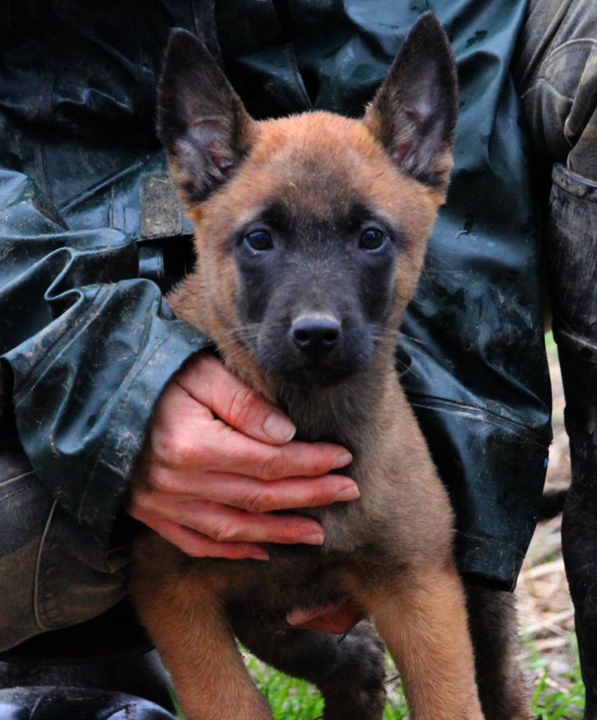 Du Domaine Des Audacieux - Chiot disponible  - Berger Belge