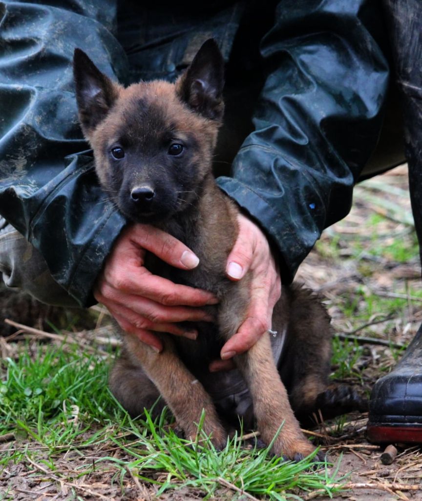 Du Domaine Des Audacieux - Chiot disponible  - Berger Belge