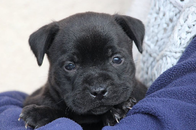 Du Domaine Des Audacieux - Staffordshire Bull Terrier - Portée née le 23/12/2024