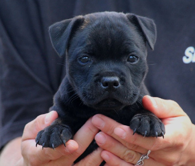 Du Domaine Des Audacieux - Staffordshire Bull Terrier - Portée née le 07/09/2023