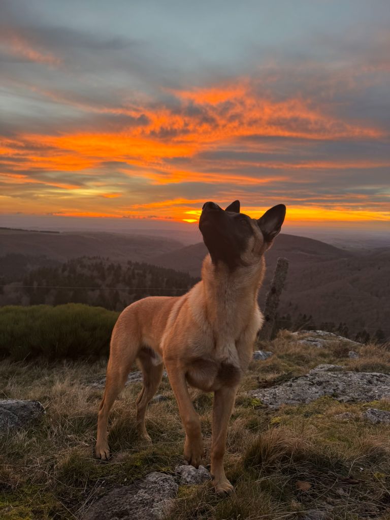 Chiens nés à l elevage 