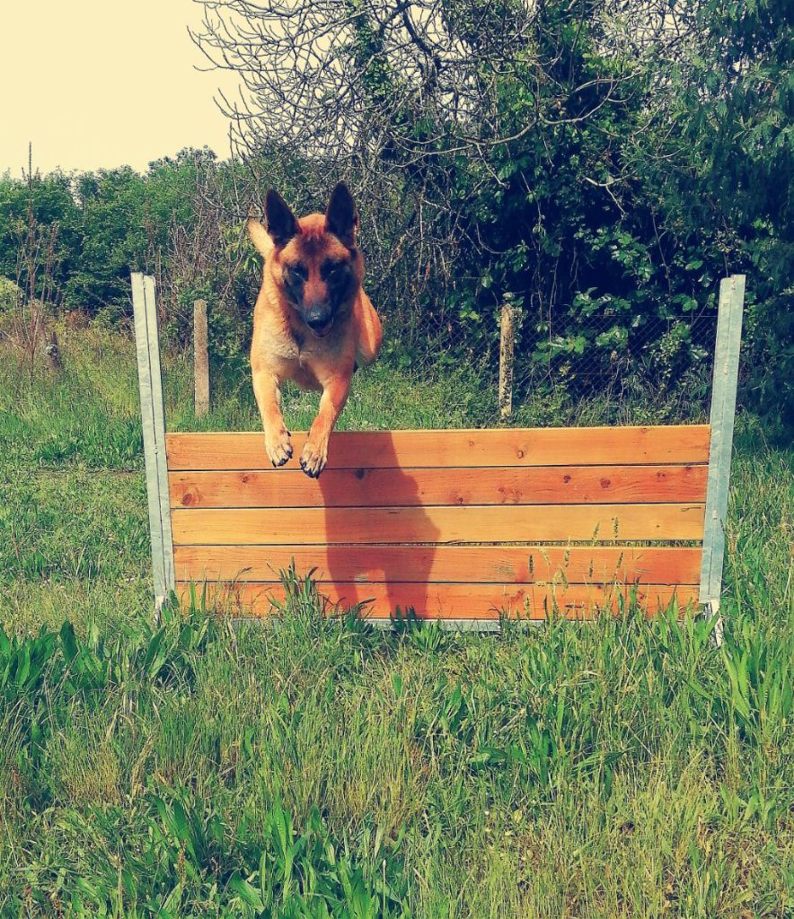 Nos chiens en ring &#10084;&#65039;