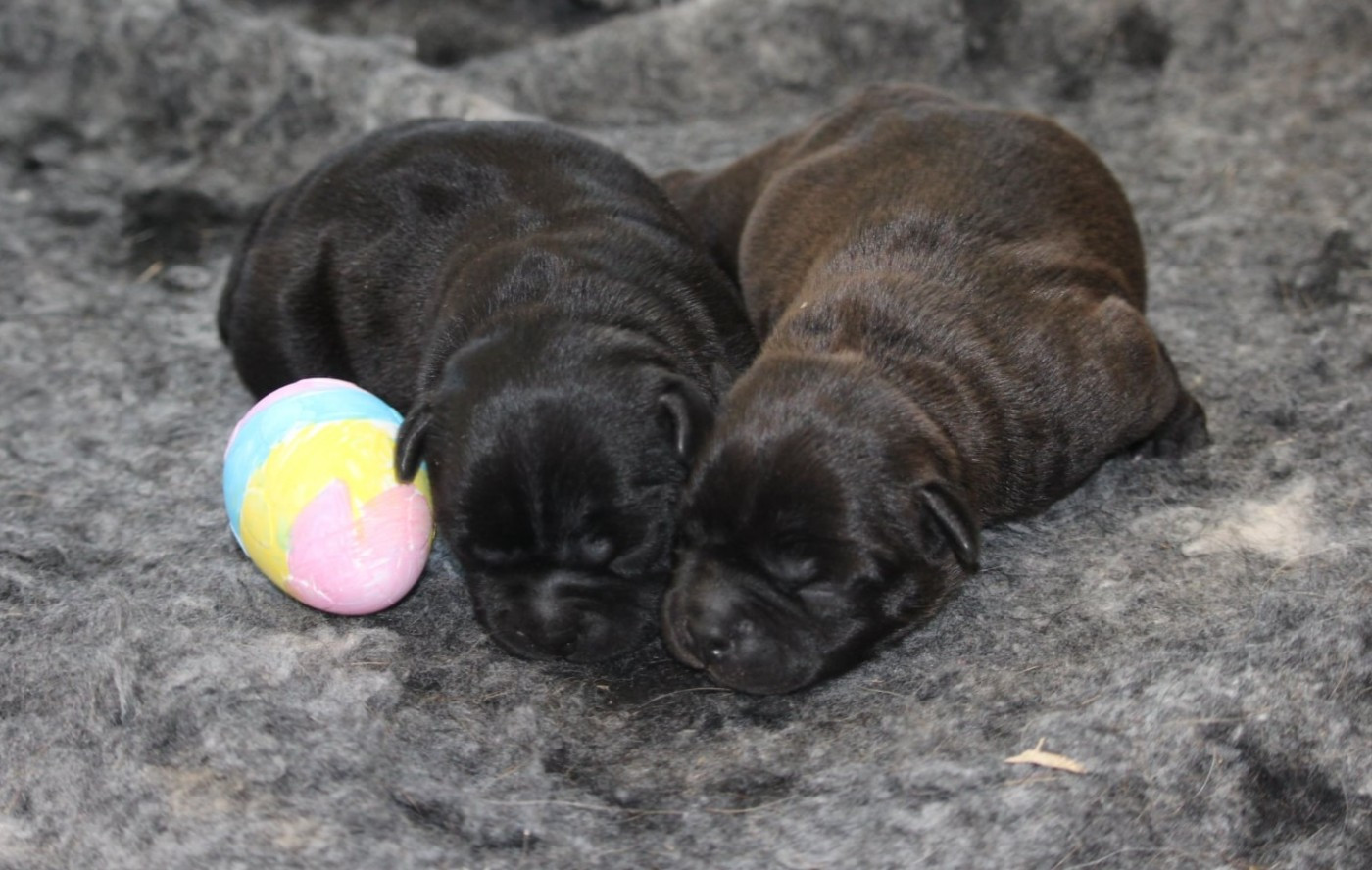 Du Domaine Des Audacieux