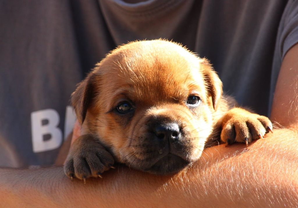 Du Domaine Des Audacieux - Chiots disponibles - Staffordshire Bull Terrier