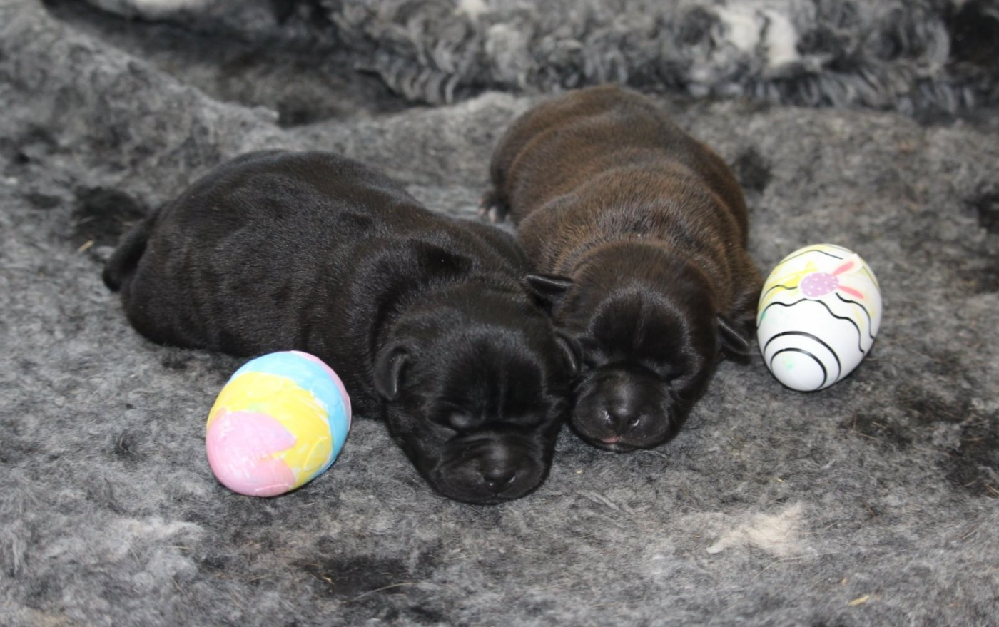 Du Domaine Des Audacieux - Chiots disponibles - Staffordshire Bull Terrier