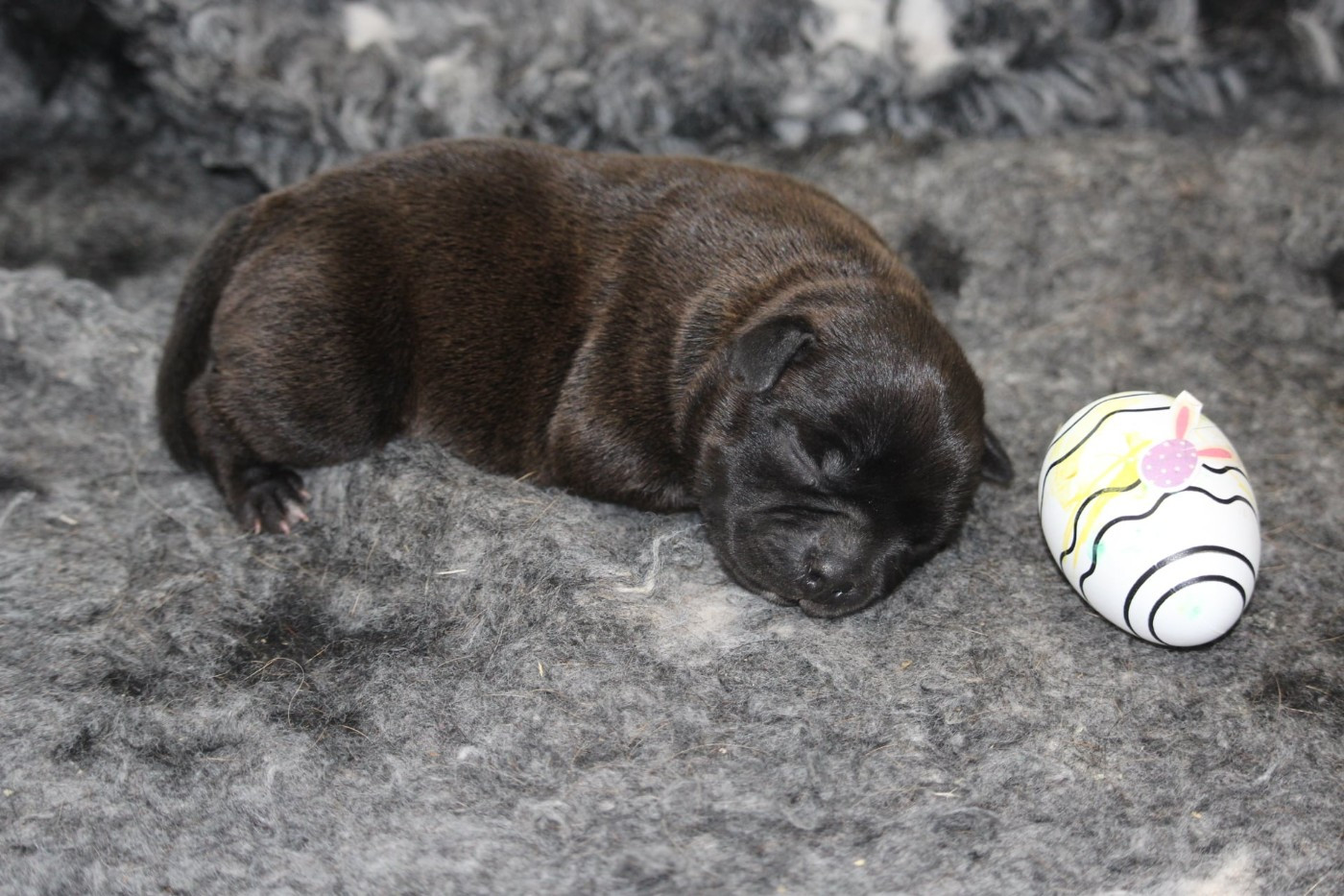 Du Domaine Des Audacieux - Chiots disponibles - Staffordshire Bull Terrier
