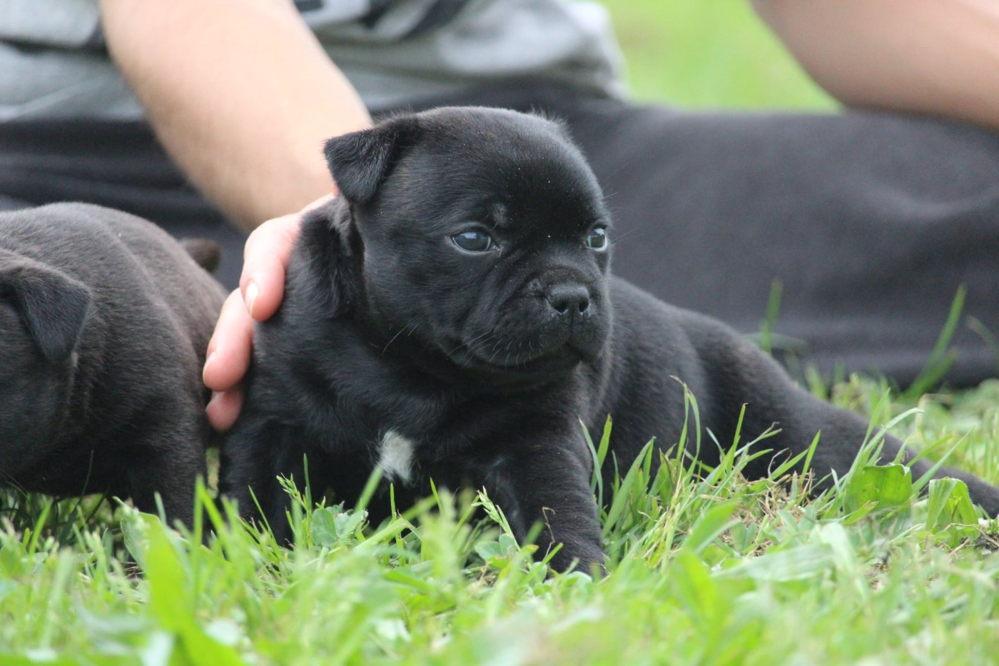 Du Domaine Des Audacieux - Chiots disponibles - Staffordshire Bull Terrier