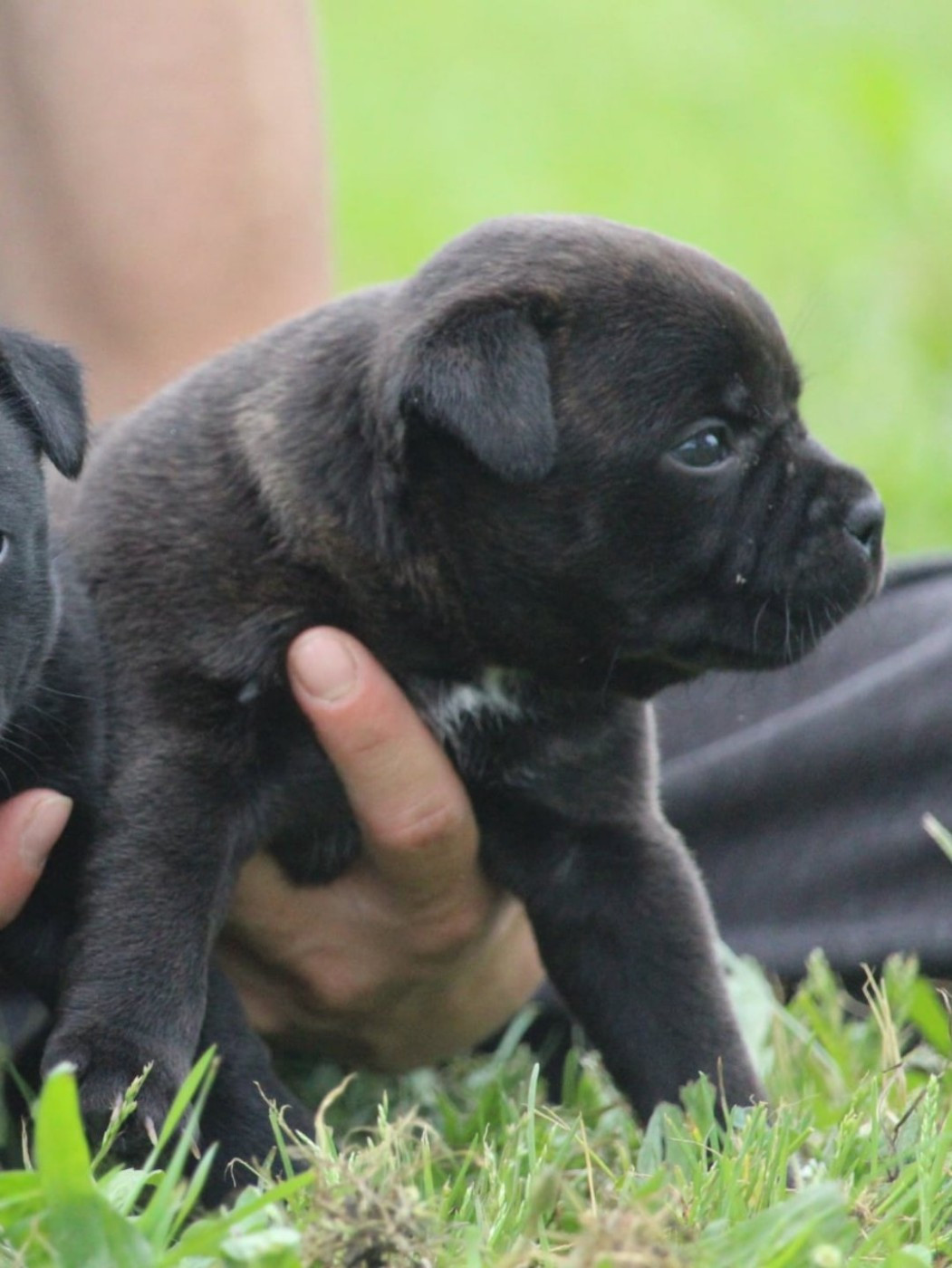 Du Domaine Des Audacieux - Chiots disponibles - Staffordshire Bull Terrier