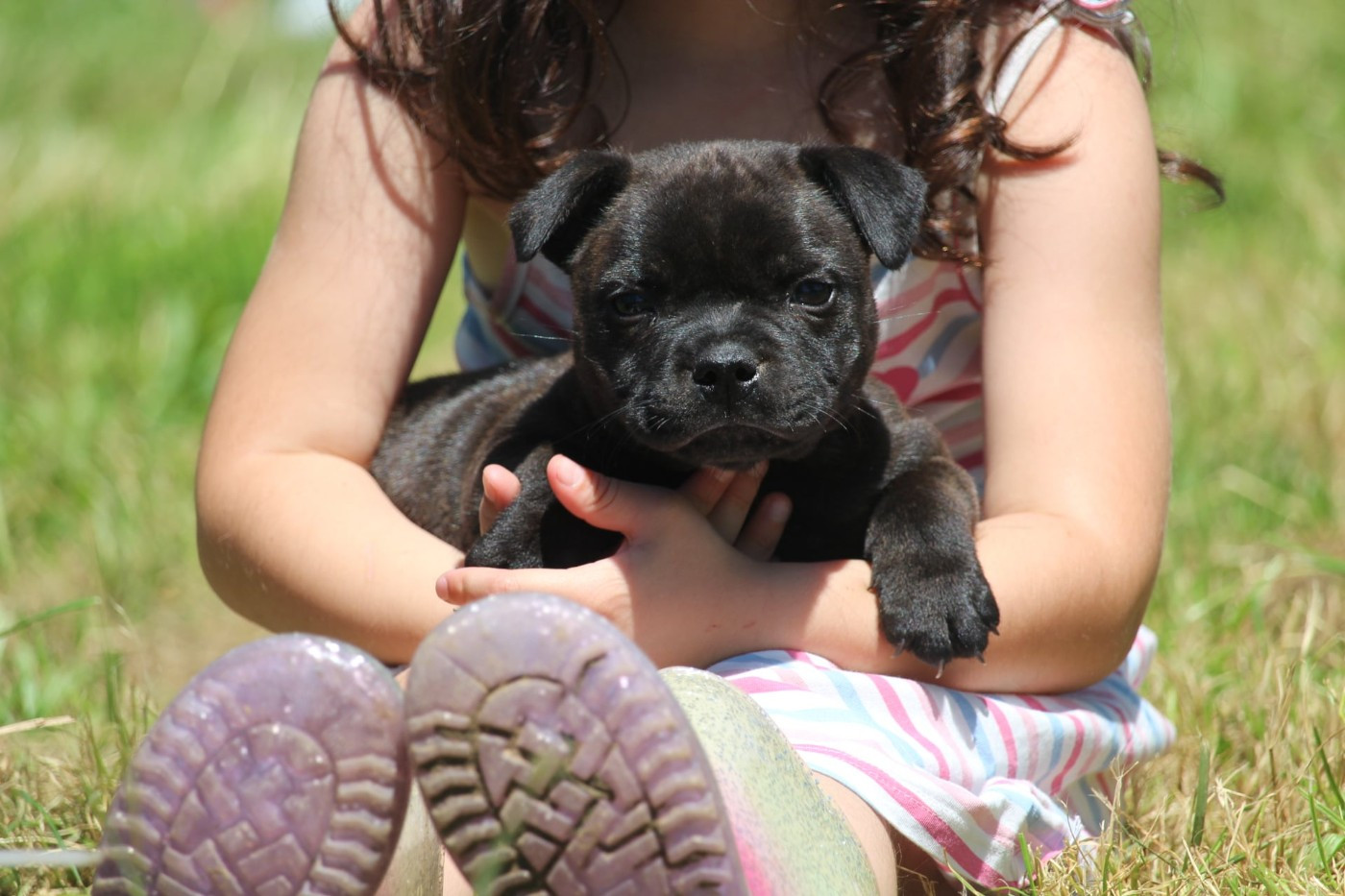 Du Domaine Des Audacieux - Chiots disponibles - Staffordshire Bull Terrier