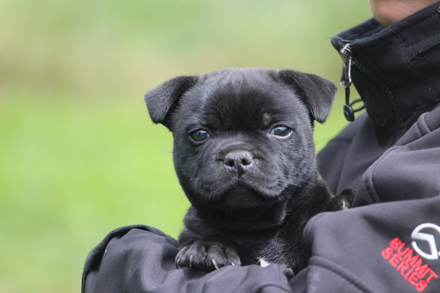Du Domaine Des Audacieux - Chiots disponibles - Staffordshire Bull Terrier