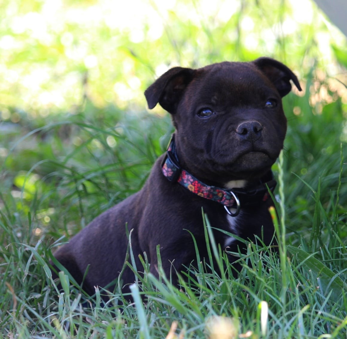 Du Domaine Des Audacieux - Chiots disponibles - Staffordshire Bull Terrier