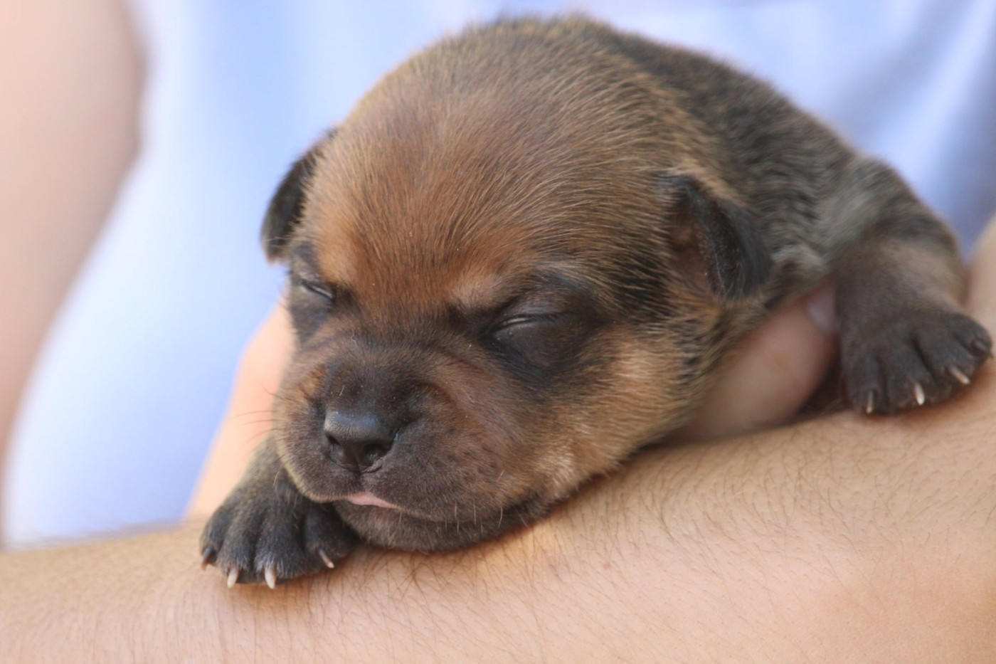 Du Domaine Des Audacieux - Chiots disponibles - Staffordshire Bull Terrier