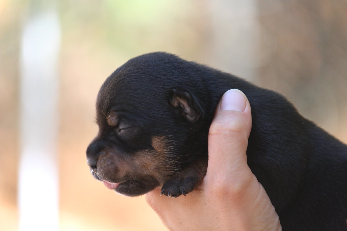 Du Domaine Des Audacieux - Chiots disponibles - Staffordshire Bull Terrier