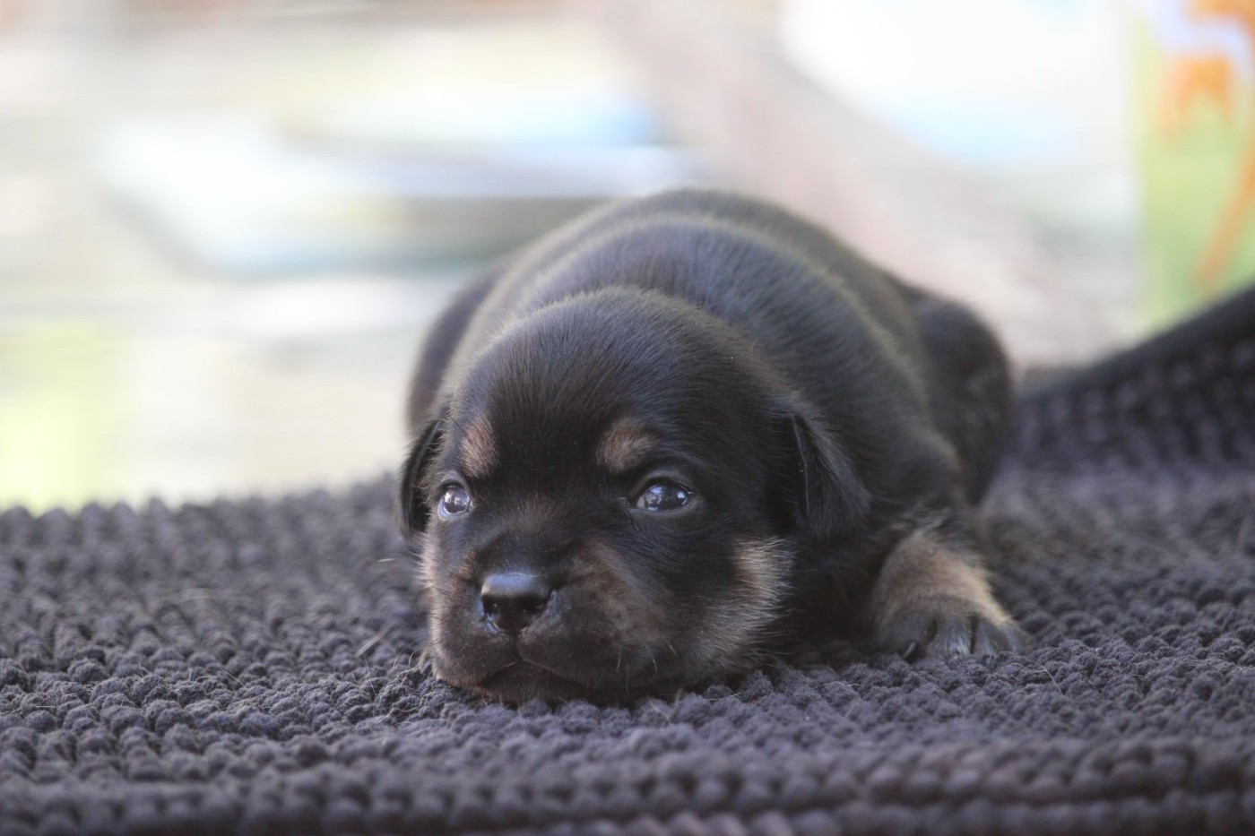 Du Domaine Des Audacieux - Chiots disponibles - Staffordshire Bull Terrier