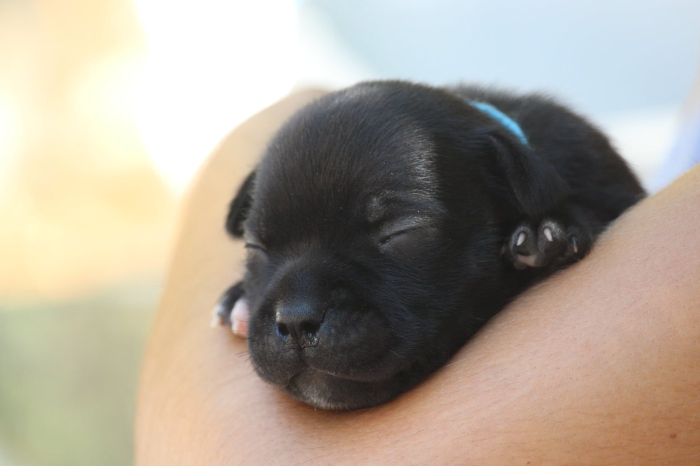 Du Domaine Des Audacieux - Chiots disponibles - Staffordshire Bull Terrier
