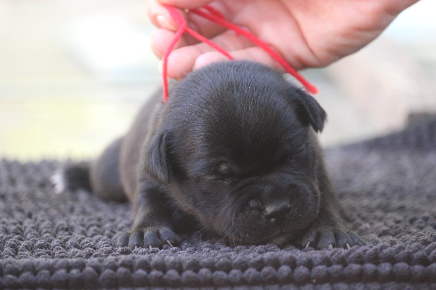 Du Domaine Des Audacieux - Chiots disponibles - Staffordshire Bull Terrier