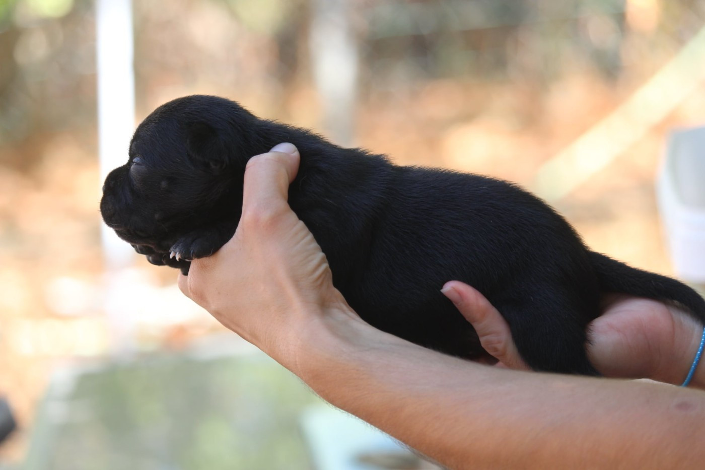Du Domaine Des Audacieux - Chiots disponibles - Staffordshire Bull Terrier
