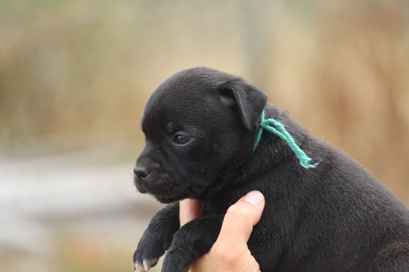 Du Domaine Des Audacieux - Chiots disponibles - Staffordshire Bull Terrier