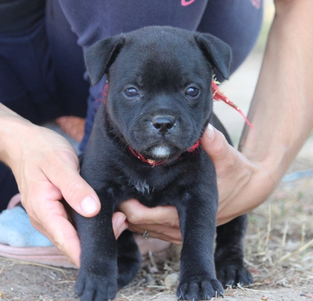 Du Domaine Des Audacieux - Chiots disponibles - Staffordshire Bull Terrier