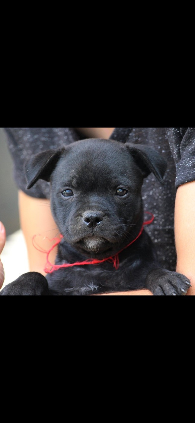 Du Domaine Des Audacieux - Chiots disponibles - Staffordshire Bull Terrier