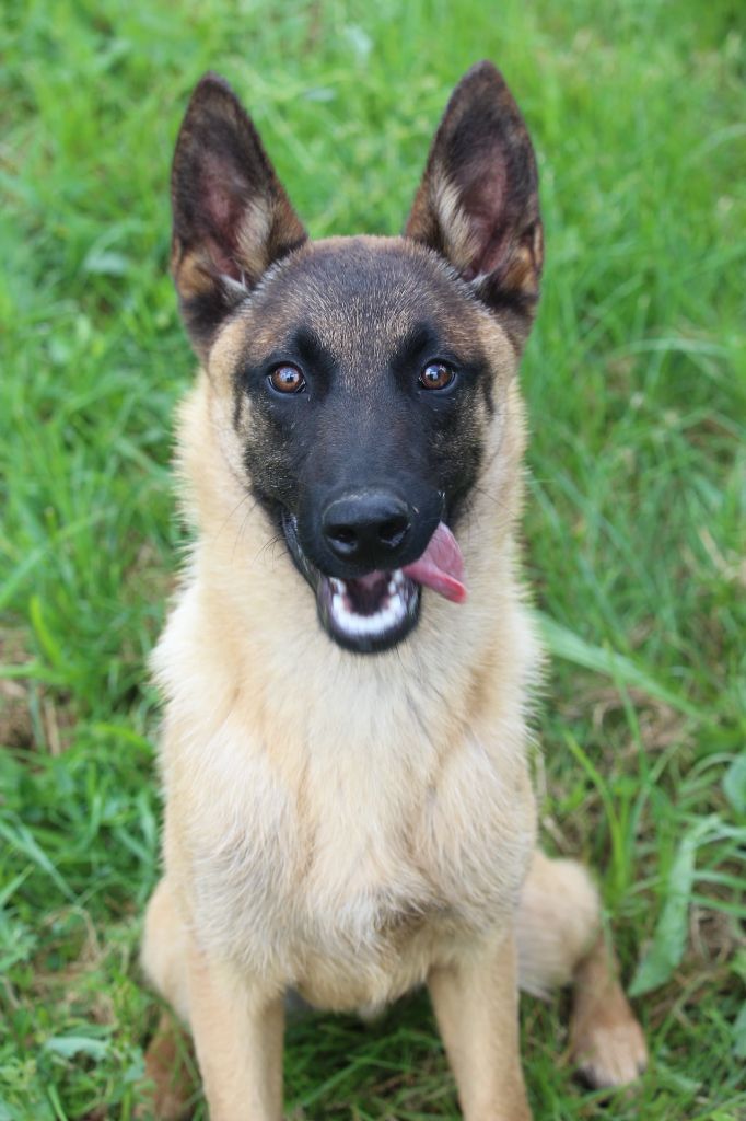 Du Domaine Des Audacieux - Chiots disponibles - Berger Belge