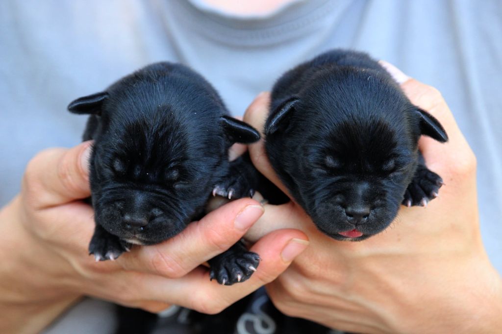 Du Domaine Des Audacieux - Chiots disponibles - Staffordshire Bull Terrier